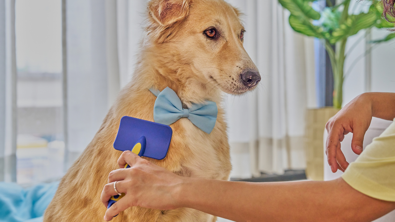 Pierderea părului la câini și pisici – De ce se întâmplă și ce putem schimba